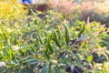 Green chilli tree on sunset day Royalty Free Stock Photo