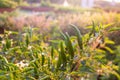 Green chilli tree on sunset day Royalty Free Stock Photo