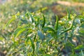 Green chilli tree on sunset day Royalty Free Stock Photo