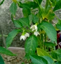 Green chilli white flower or Capsicum frutescens plant leaves
