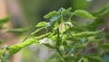 Green chillies in a chilly plant Royalty Free Stock Photo