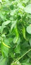 Green chillies in garden . Royalty Free Stock Photo