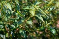 Green chillies in a garden chilly plant Royalty Free Stock Photo