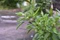 Green chillies on the tree Royalty Free Stock Photo