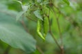 Green chilly on chilly plant.. Royalty Free Stock Photo