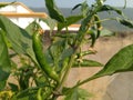 Green Chilly Plant Royalty Free Stock Photo