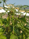 Green Chilly Plant Royalty Free Stock Photo