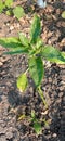 FEESH GREEN CHILLY PLANT IN MY GARDEN Royalty Free Stock Photo