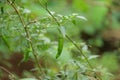 Green chilly on chilly plant Royalty Free Stock Photo