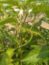 Green Chilly Plant and chillies Royalty Free Stock Photo