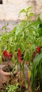 The green chilly plant and some of red chillies in my garden Royalty Free Stock Photo