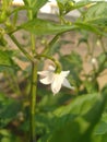 Green Chilly Plant white flowers Royalty Free Stock Photo