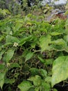 green chilly tree , green flowers harvest in Sri Lanka Royalty Free Stock Photo