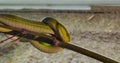 Green chinese bamboo viper snake with a red eye coiled up on a bamboo branch a dangerous and venomous reptile from Asia