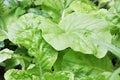 Green Chinese Cabbage, Brassica pekinensis Royalty Free Stock Photo
