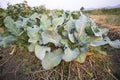 Green Chinese Kale or Chinese Broccoli tree