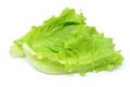 Green Chinese lettuce Royalty Free Stock Photo