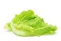 Green Chinese lettuce Royalty Free Stock Photo