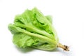 Green Chinese lettuce Royalty Free Stock Photo