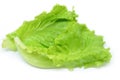 Green Chinese lettuce Royalty Free Stock Photo