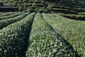 Green chinese Longjing tea plantation