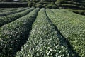 Green chinese Longjing tea plantation