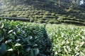 Green Chinese Longjing tea plantation