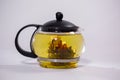 Green Chinese tea flower bud blooming in glass teapot. on white background Royalty Free Stock Photo