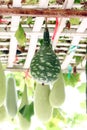 Green Chinese winter melon.