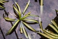 Green chlorophytum comosum aka spider plant are flooded after heavy rains and their reflections can be seen in the water