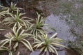 Green chlorophytum comosum aka spider plant are flooded after heavy rains and their reflections can be seen in the water