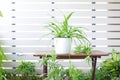 green chlorophytum comosum on white pot on wooden table white background