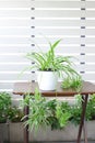 green chlorophytum comosum on white pot on wooden table white background