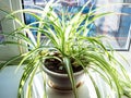 Green Chlorophytum houseplant illuminated by sun