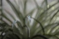 Green Chlorophytum leaf close up