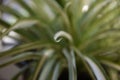 Green Chlorophytum leaf close up