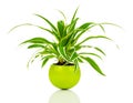 Green Chlorophytum plant