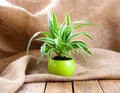 Green Chlorophytum plant