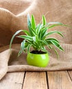 Green Chlorophytum plant in the pot