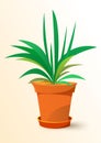 Green Chlorophytum plant in a pot Royalty Free Stock Photo