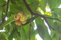 Green Chompu or Malay Apple Growing on a Tree Royalty Free Stock Photo