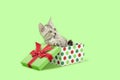 Green Christmas Kitten in gift Royalty Free Stock Photo