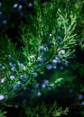 Green christmas leaves of juniper twigs background