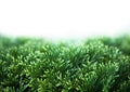 Green Christmas leaves of Thuja on white background