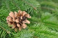 Green Christmas-tree background and pine cone Royalty Free Stock Photo