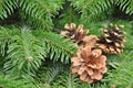 Green Christmas-tree background and pine cones Royalty Free Stock Photo