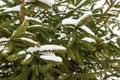 Green Christmas tree branches with snow close-up Royalty Free Stock Photo