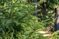 Green Christmas tree closeup. Coniferous forest background. Spruce needles close up. Fresh young plant. Evergreen trees background