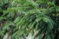 Green Christmas tree closeup. Coniferous forest background. Spruce needles close up. Fresh young plant. Evergreen trees background