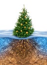 Green Christmas tree with roots beneath